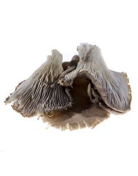 Grey Oyster Mushrooms, 1kg