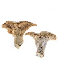 Pied de Mouton Mushrooms, Fresh