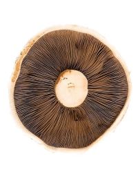 Portobello Mushrooms, 1.5kg