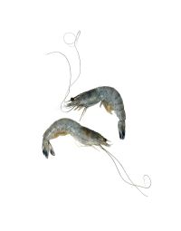 Obsiblue Prawns, Sashimi Grade, Frozen, 500g (11/12 Pcs)