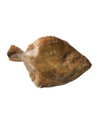 Buy Whole Brill Online & in London UK