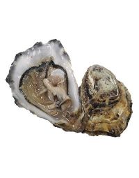 Maldon Oysters, Fresh, x 25