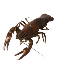 Buy live crayfish online & in London