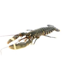 Buy Live Native Lobster Online & in London UK