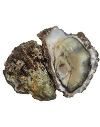 Rock Oysters, Fresh, x 25