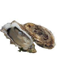 Fine Claire Oysters, Fresh, x 24