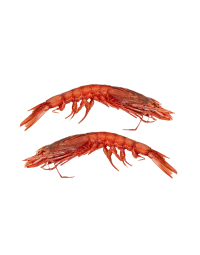 Sicilian Gambero Rosso Prawns