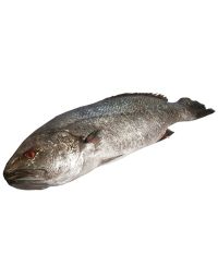 Stonebass, Fresh, +/-3.5kg