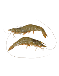 Tiger Prawns, Fresh, 2kg