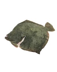 Turbot, Whole, Fresh, 1-2kg