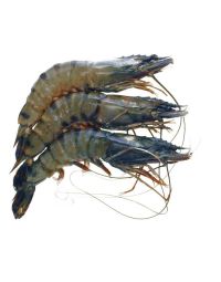 Whole Tiger Prawns, Frozen Raw, 1kg (16-20)