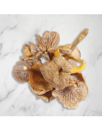 Yellow Leg Chanterelles