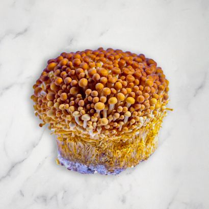 Golden Enoki