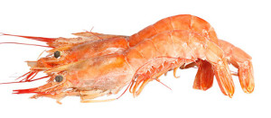 Argentinian Prawns