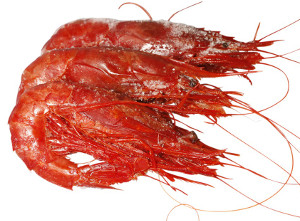 Carabineros