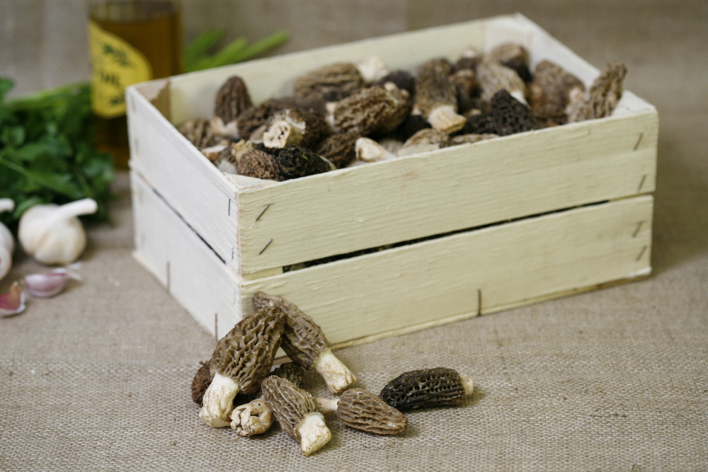 Morel Mushrooms