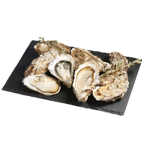 Rock Oysters