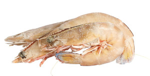 Australian Prawns