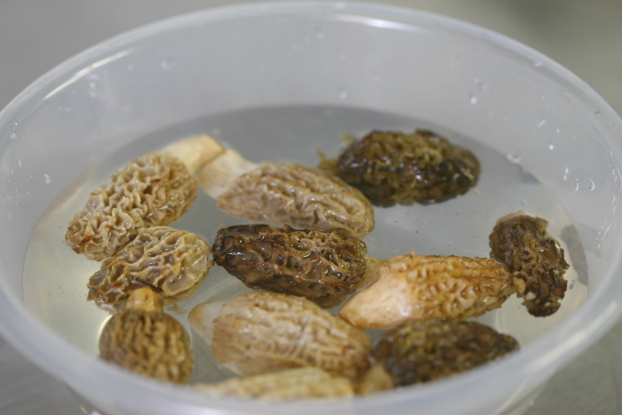 Washing Morels