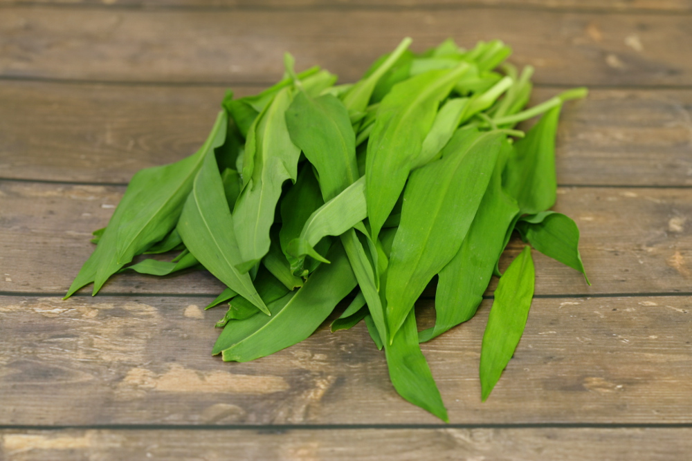 Wild Garlic