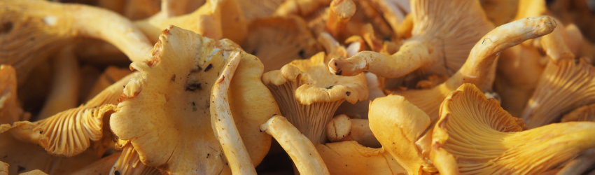 girolle in season