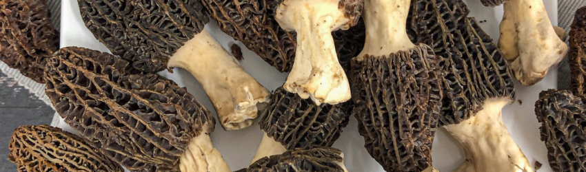 morels in season