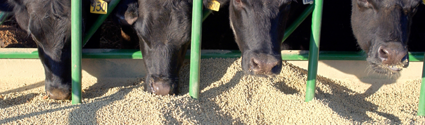 wagyu cows eating