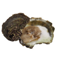 Native Oyster