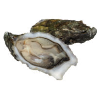 Ostra Regal Oyster