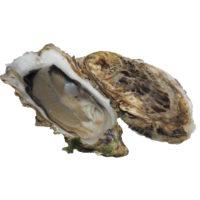 Prestige Oyster