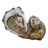 Rock Oyster