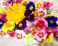 Edible Flowers