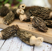 Morels