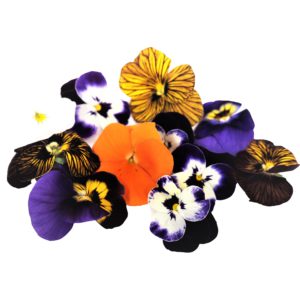 Viola Flowers