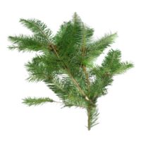 Edible Douglas Fir Pine Leaves