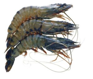 Whole Tiger Prawns